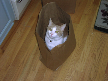 a little cat looks up at you from inside a grocery bag